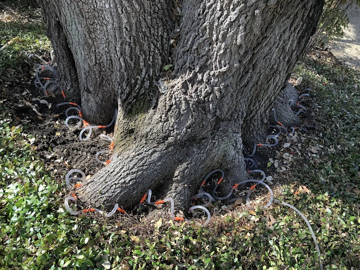 Detailed Tree Cabling and Bracing job site in Guntersville