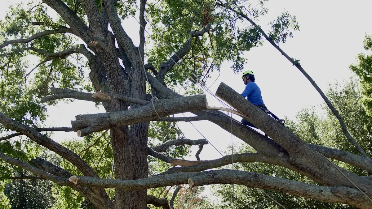 Professional Crown Thinning performed by certified arborists in Guntersville