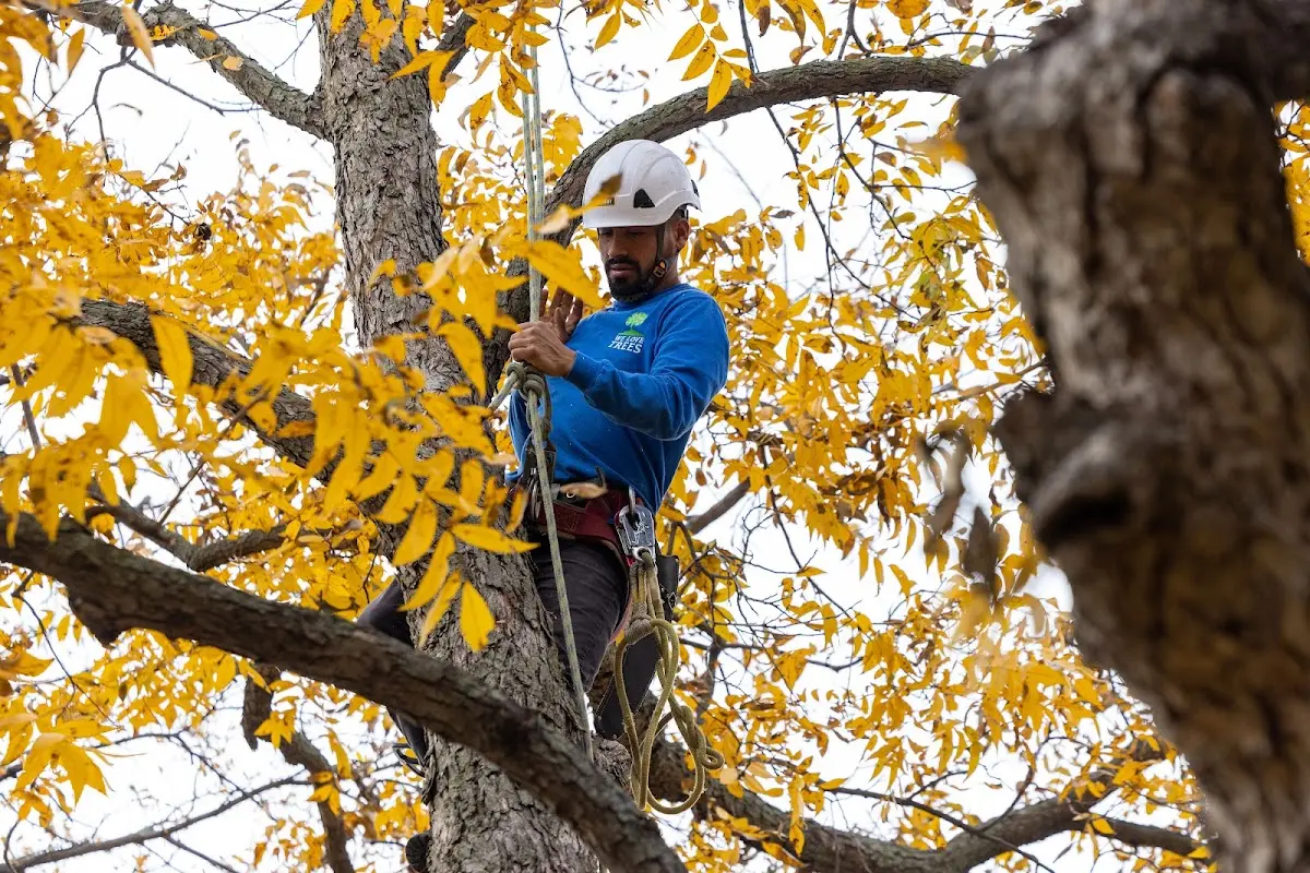 Skilled Tree Planing crew working in Guntersville